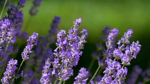 Lavandula angustifolia Video stock 136647876
