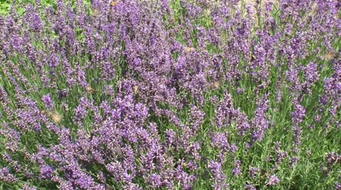Lavandula crowded with Silver Y (Autographa gamma) moths taking nectar 動画素材 43859906