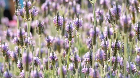 Lavandula multifida flowers Stock Footage 87247004