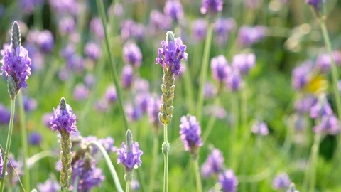 Lavandula multifida flowers Stock Footage 87251593