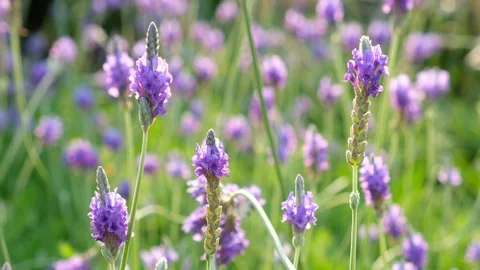 Lavandula multifida flowers Stock Footage 87256653