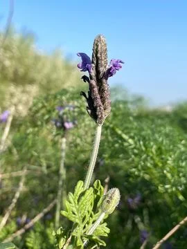 Lavandula Multifida Stock Photos