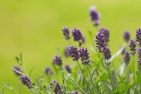 Lavandula Stock Photos