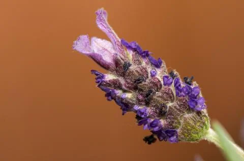 Lavandula Stock Photos