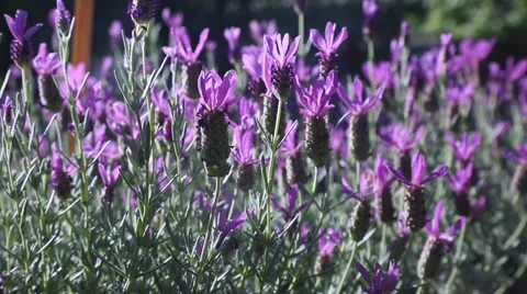 Lavandula stoechas Stock Footage 64140773