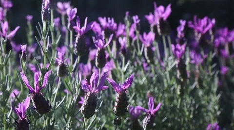 Lavandula stoechas Stock Footage 64141115