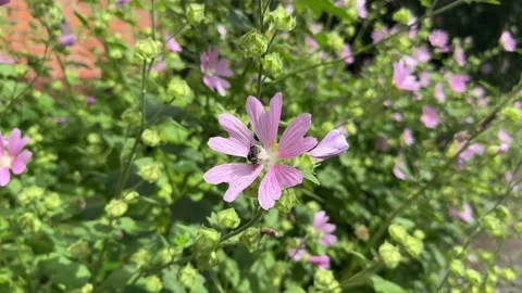 Lavatera. Hatma of Thuringia. Large purple flowers on a green background. Vídeo Stock 328319436