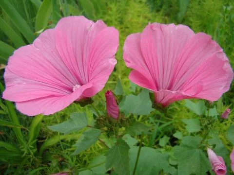 Lavatera Stock Photos