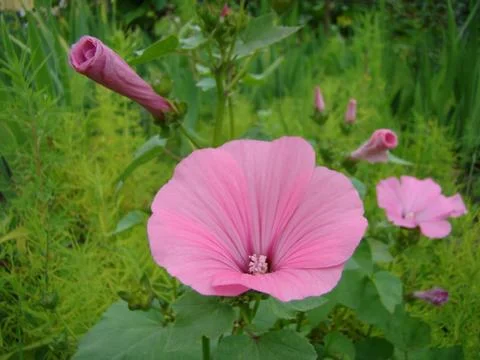 Lavatera Stock Photos