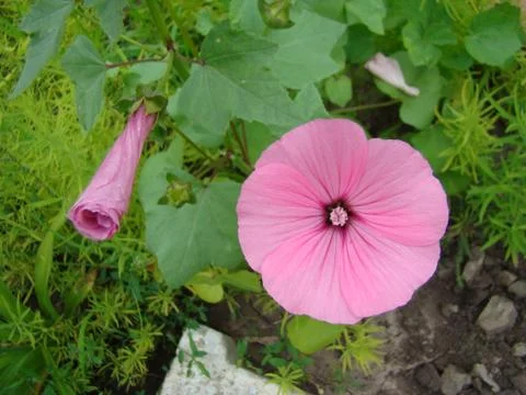 Lavatera Stock Photos
