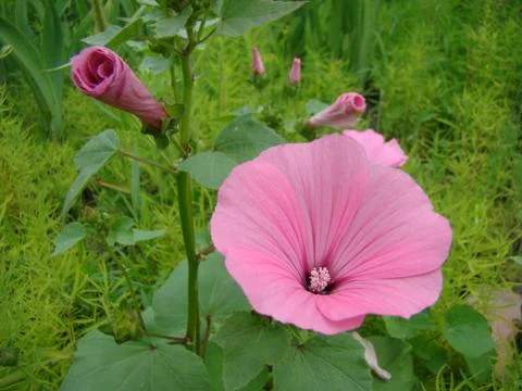 Lavatera Stock Photos