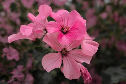 Lavatera Stock Photos