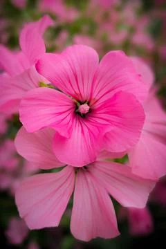 Lavatera Stock Photos