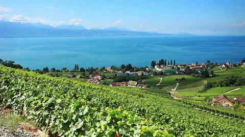 Lavaux Vineyard Stock Footage 29625131