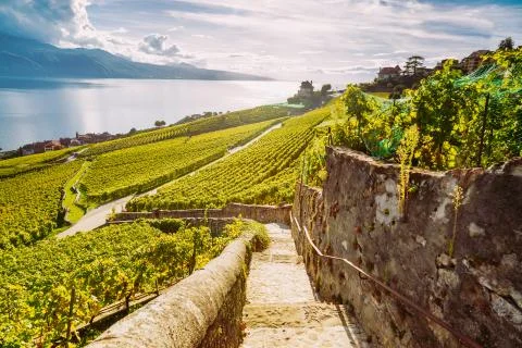 Lavaux Vineyard Terraces hiking trail with Lake and Mountain landscape, Canton Stock Photos
