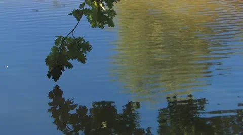 Lave of oak at river with reflections Stock Footage 11528225