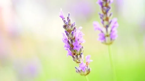 Lavedner flower Stock Footage 132774507