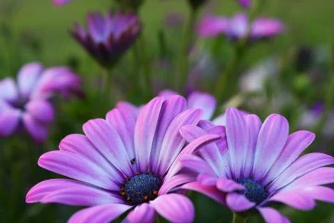 Lavendar Daisies Stock Photos