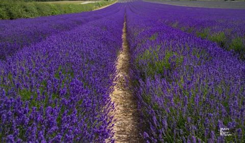 Lavendar field Foto stock