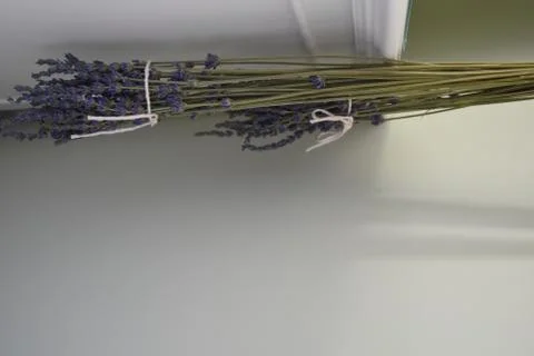 Lavendar 스톡 사진