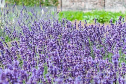 Lavendar plants Stock Photos