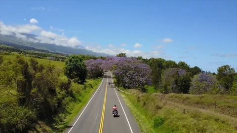 Lavendar trees and motorbike ride thru Stock Footage