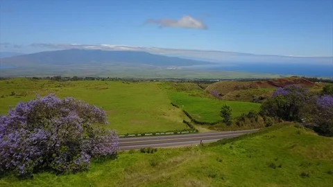 Lavendar trees and ocean Stock Footage 86338730