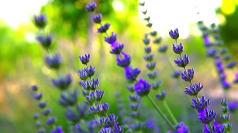 Lavende Video stock 156454755