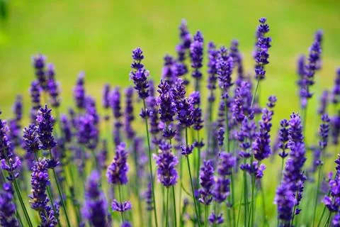 Lavende Stock Photos