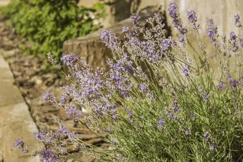 	lavende Stock Photos