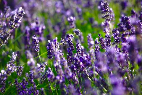 Lavendel Stock Photos