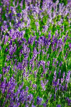 Lavendel Stock Photos