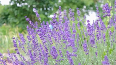 Lavendel in Provence. Stock Footage 163680383
