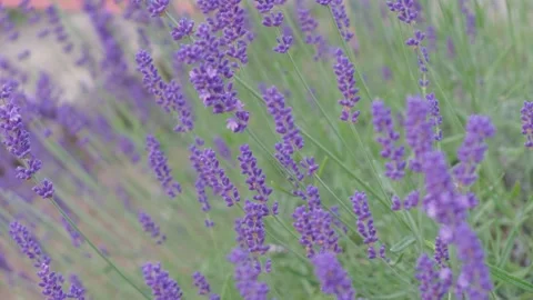 Lavendel in Provence Stock Footage 163680449