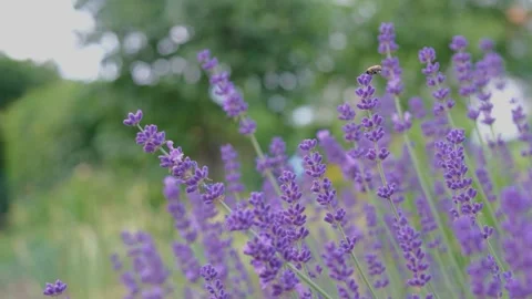 Lavendel in Provence Stock Footage 163680590