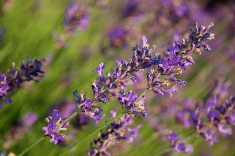 Lavendel Y5153 Stock Photos