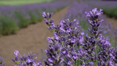 Lavender 01 Stock Footage 156602976