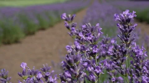 Lavender 02 Stock Footage 156602965