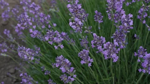 Lavender 03 Stock Footage 156602924