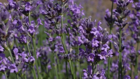 Lavender 04 Stock Footage 156603215