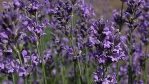 Lavender 05 Stock Footage 156603809