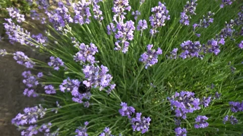 Lavender 08 Stock Footage 156603597
