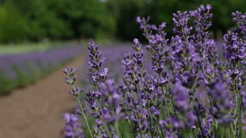 Lavender 09 Stock Footage 156603506