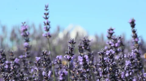 Lavender-1 動画素材 29657879