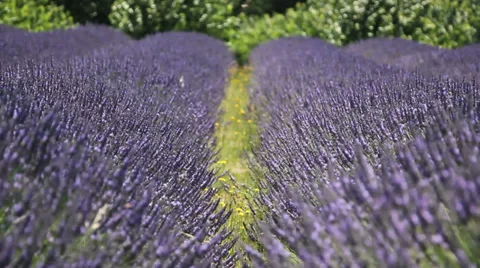 Lavender-10 Stock Footage 30126656