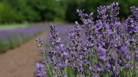 Lavender 10 Stock Footage 156603937