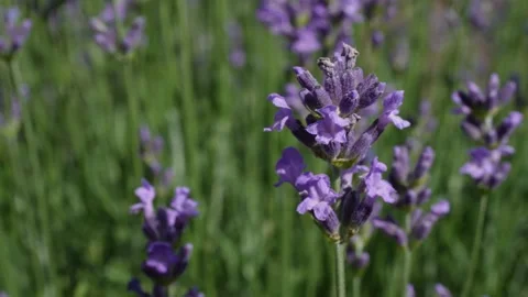 Lavender 11 Stock Footage 156604277
