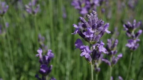 Lavender 12 Stock Footage 156604413