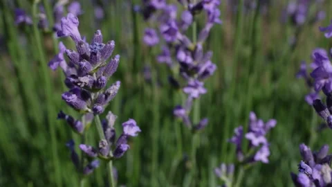 Lavender 13 Stock Footage 156604423
