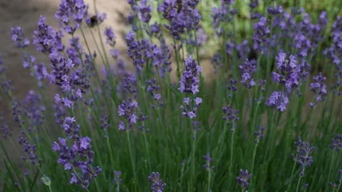 Lavender 15 Stock Footage 156604905